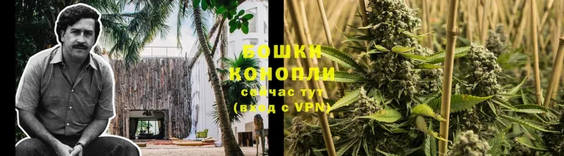 сколько стоит  Нововоронеж  Каннабис White Widow 